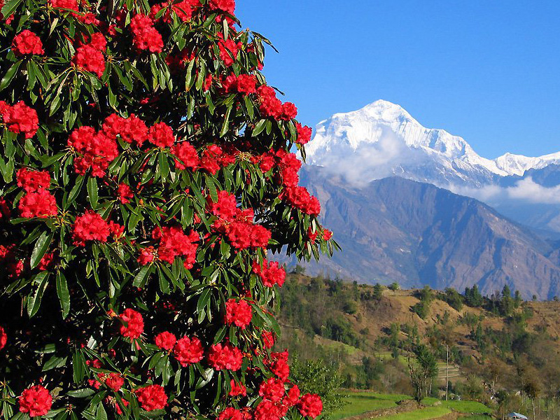 flowers of Nepal
